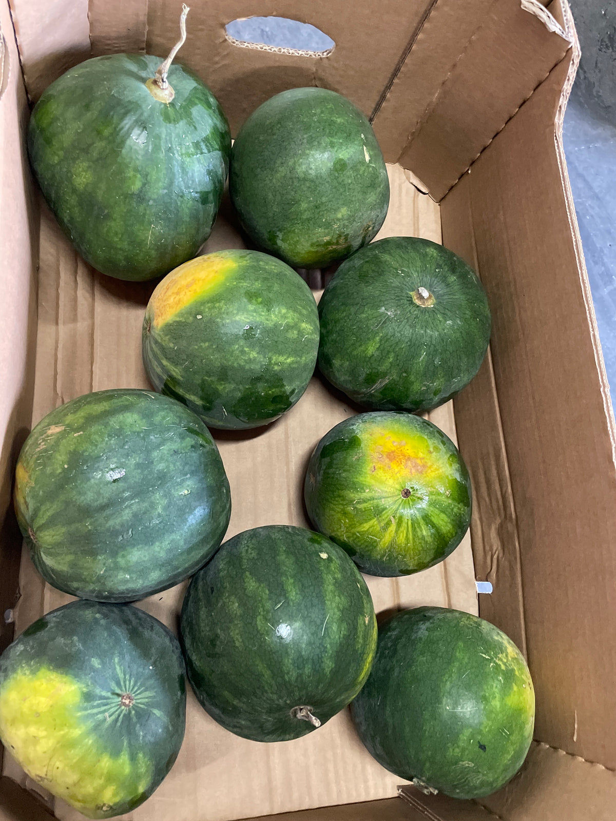 Meloenen, Watermeloenen, Mini, ca. 1.200g per stuk