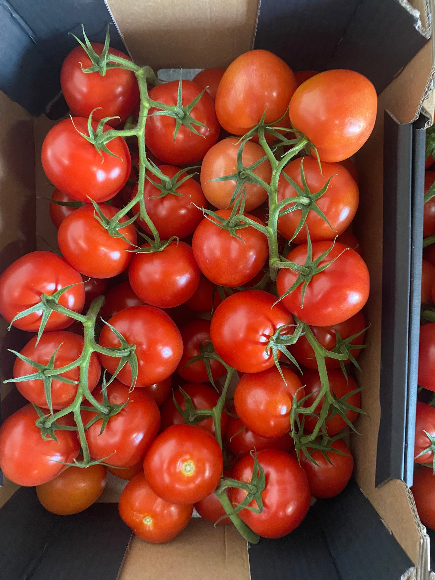 Tomaten, Tros, ca. 5kg per doos