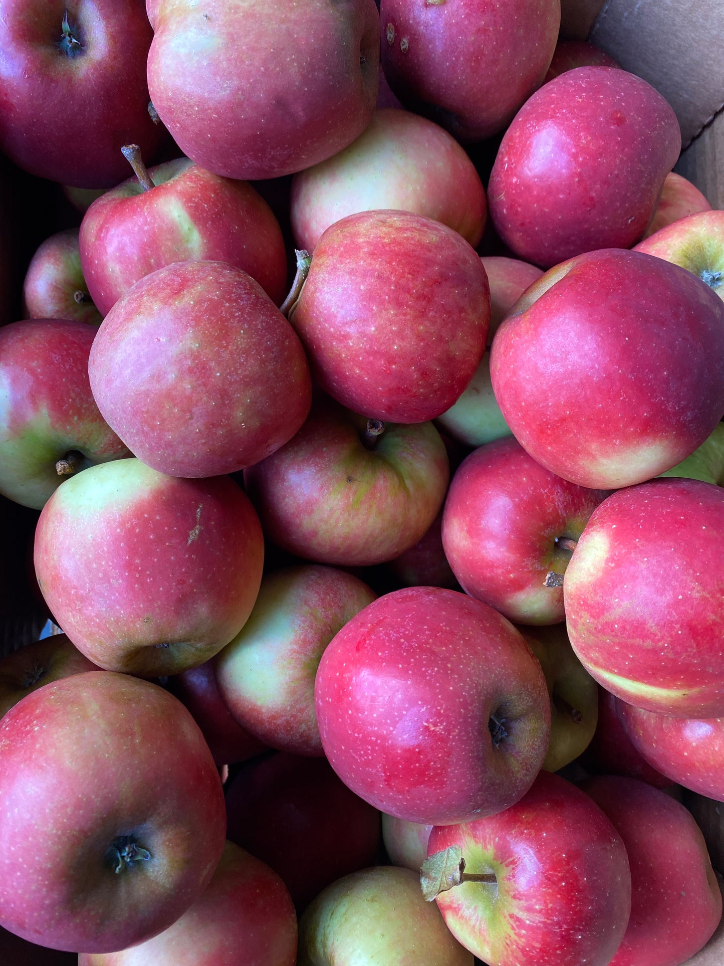 Appels, Elstar, 65/70mm, 45st, 5kg per doos)