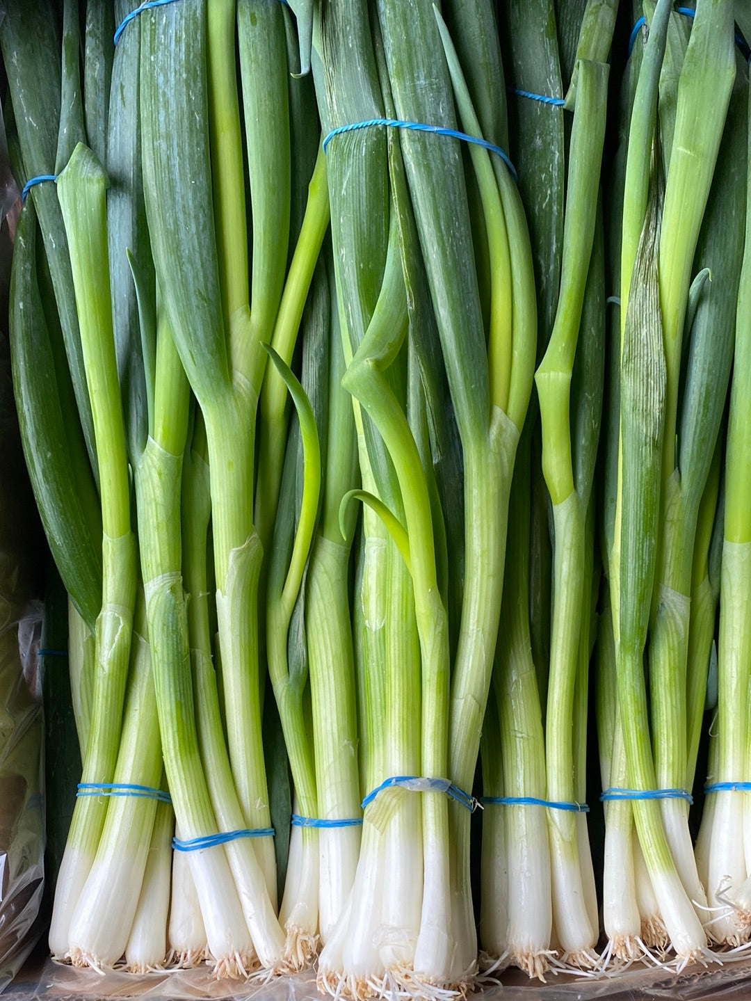 Bosuien, per 2 bosjes a ca. 150g totaal ca. 300g