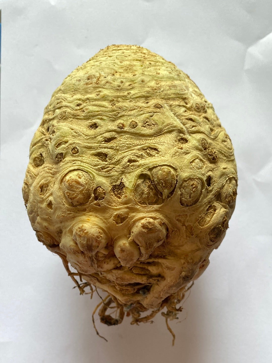 Knolselderij, per 2st (ca. 2kg)