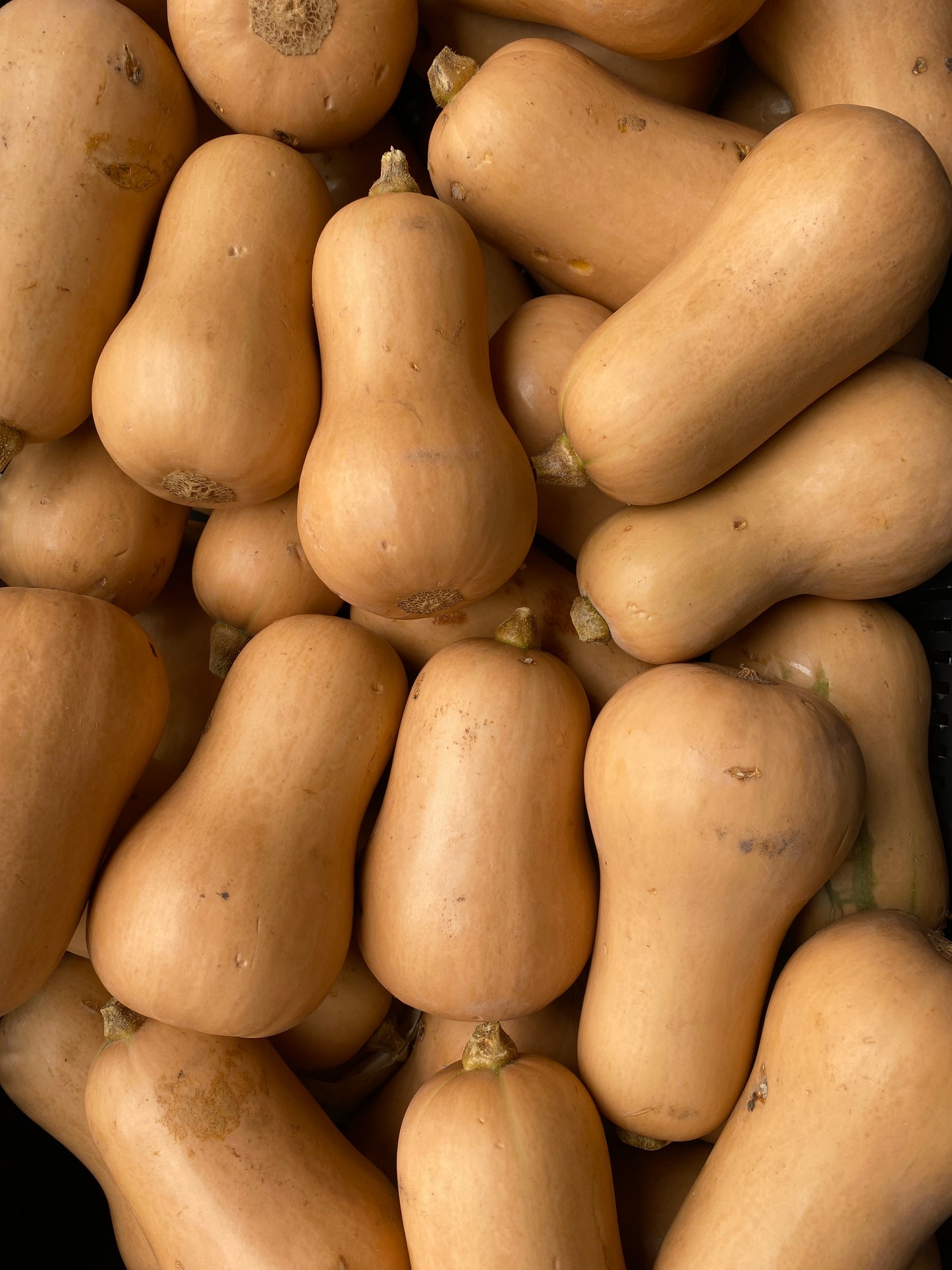 Pompoenen, ca. 1.000g per stuk