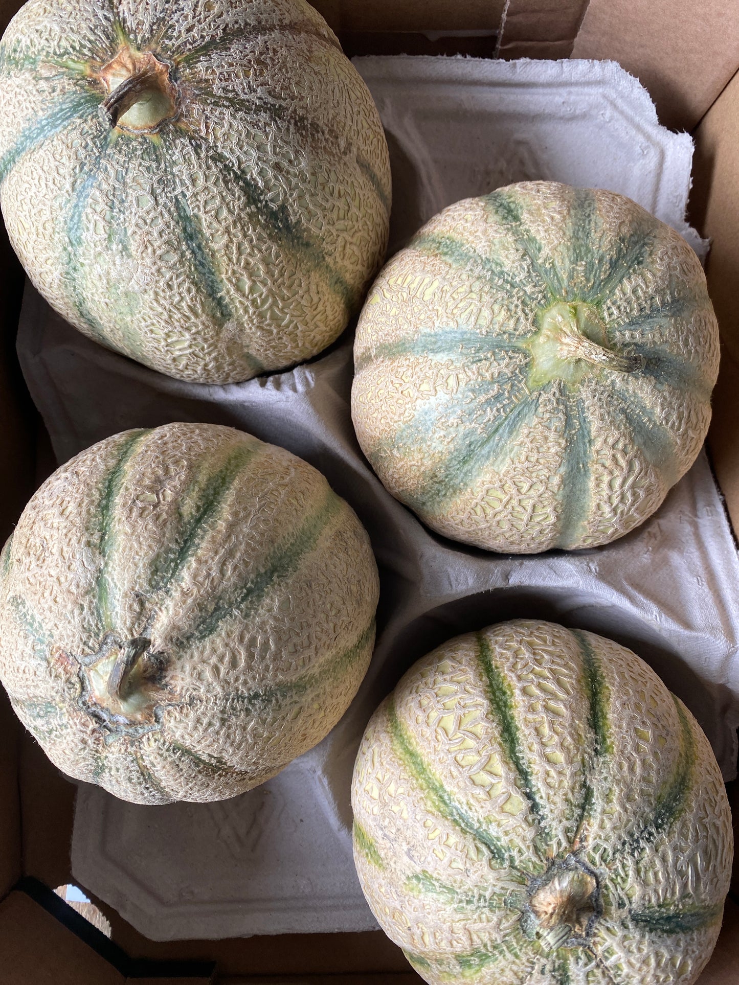 Meloenen, Cantaloupe, oranjevlezig, ca. 1.200g per stuk