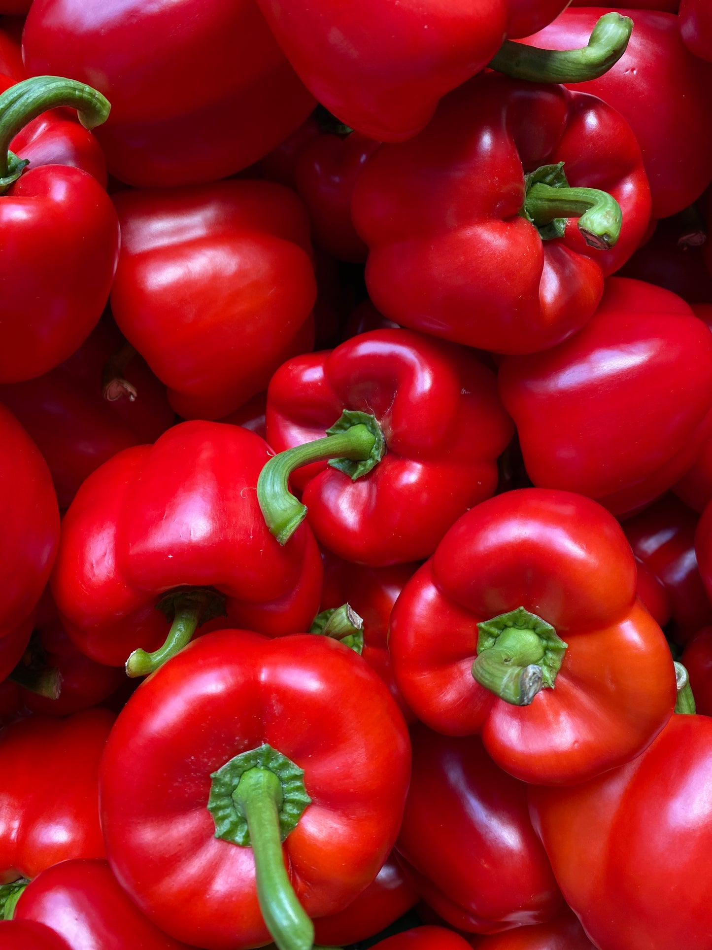 Paprika, Rood, per 3st (totaal ca. 500g)