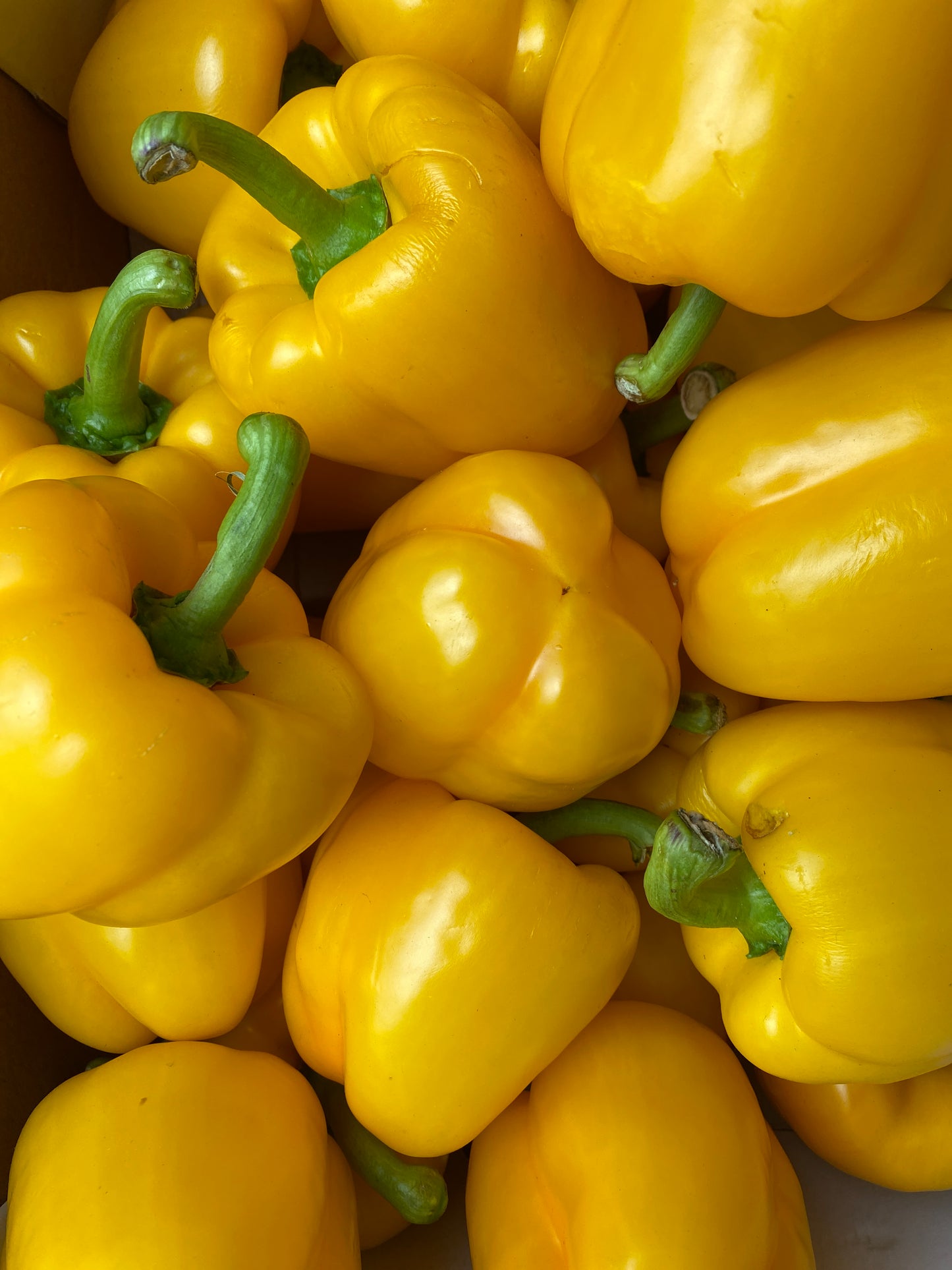 Paprika, geel, per 3st a ca. 150g (totaal ca. 450g)