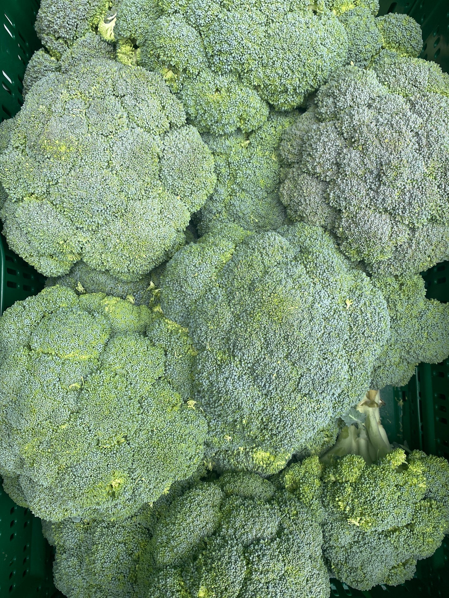 Broccoli, ca. 400g per stuk