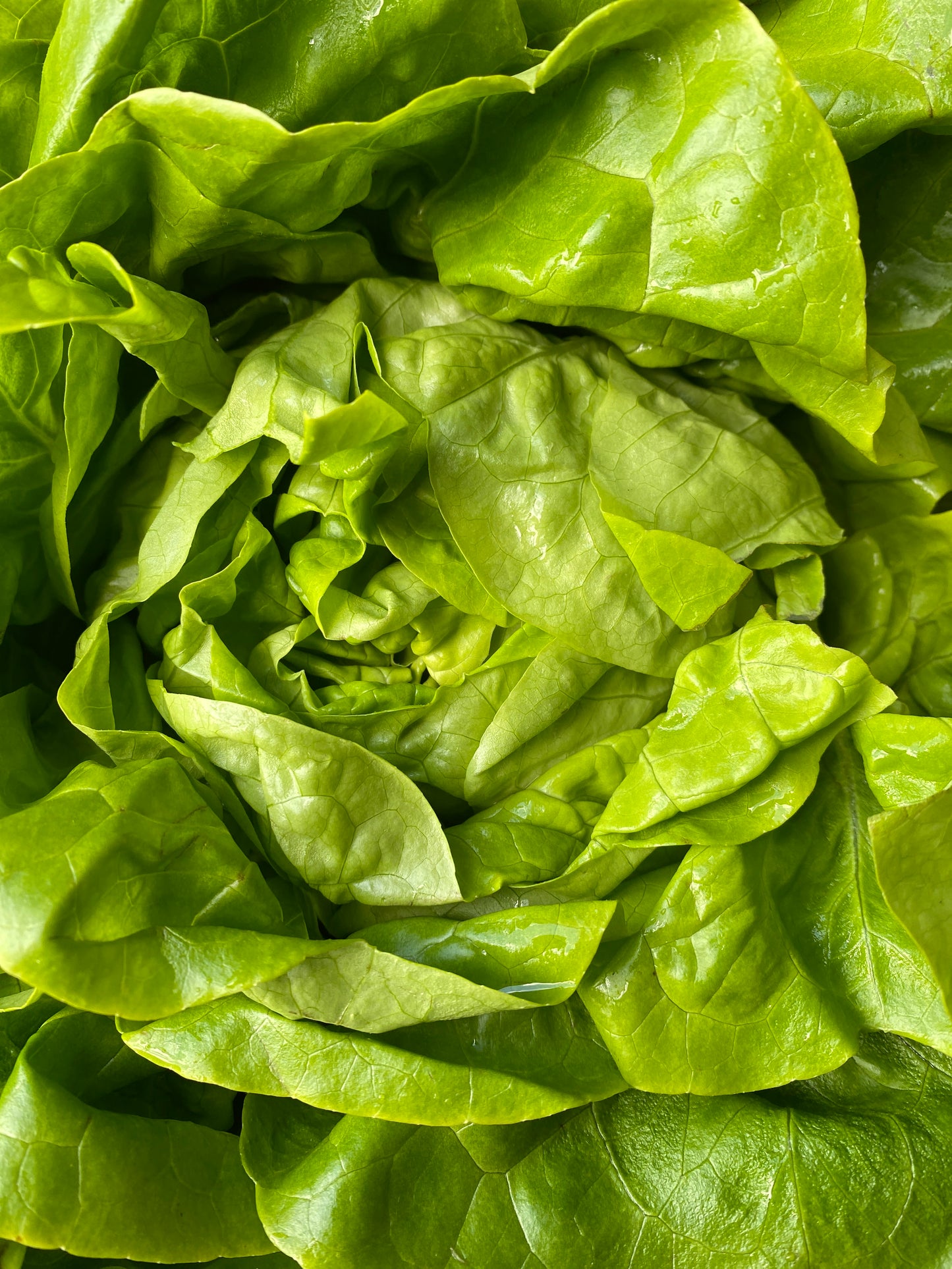 Sla, ca. 400g per krop