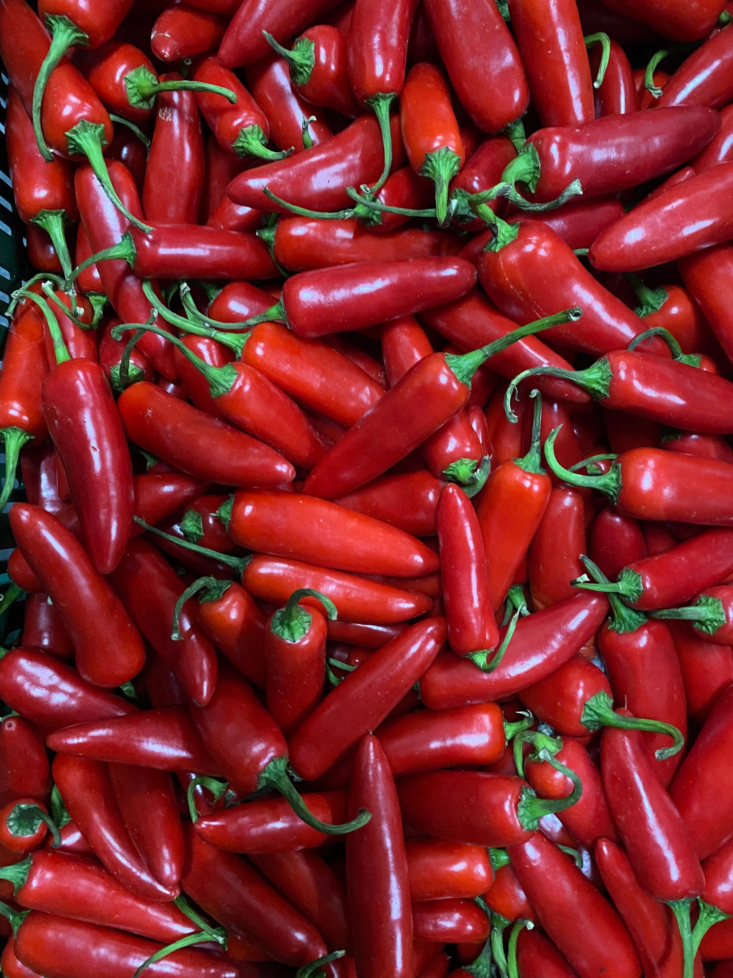 Pepers, 4x Rood, Jalapeno,