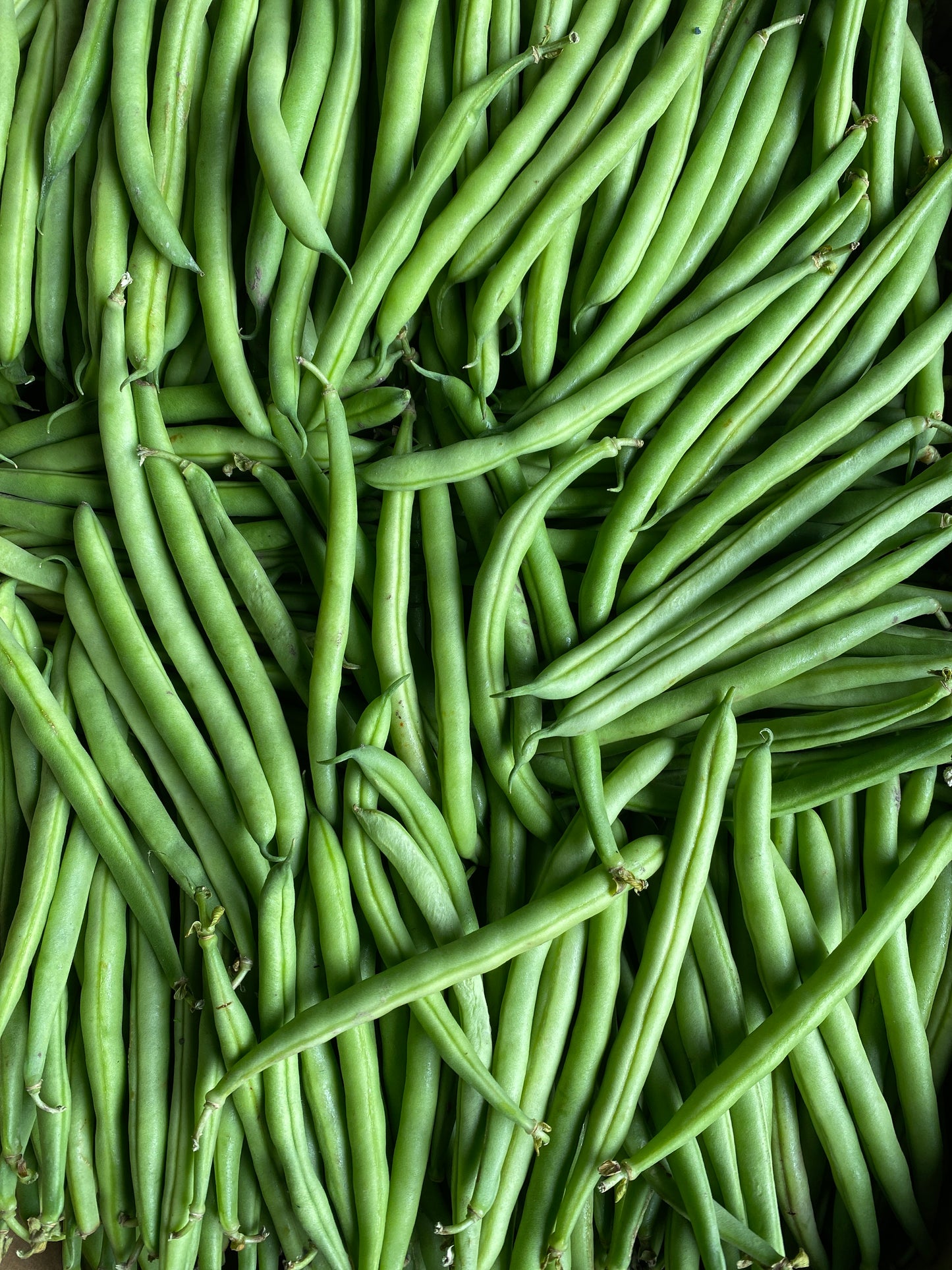 Sperziebonen, ca. 5kg per doos
