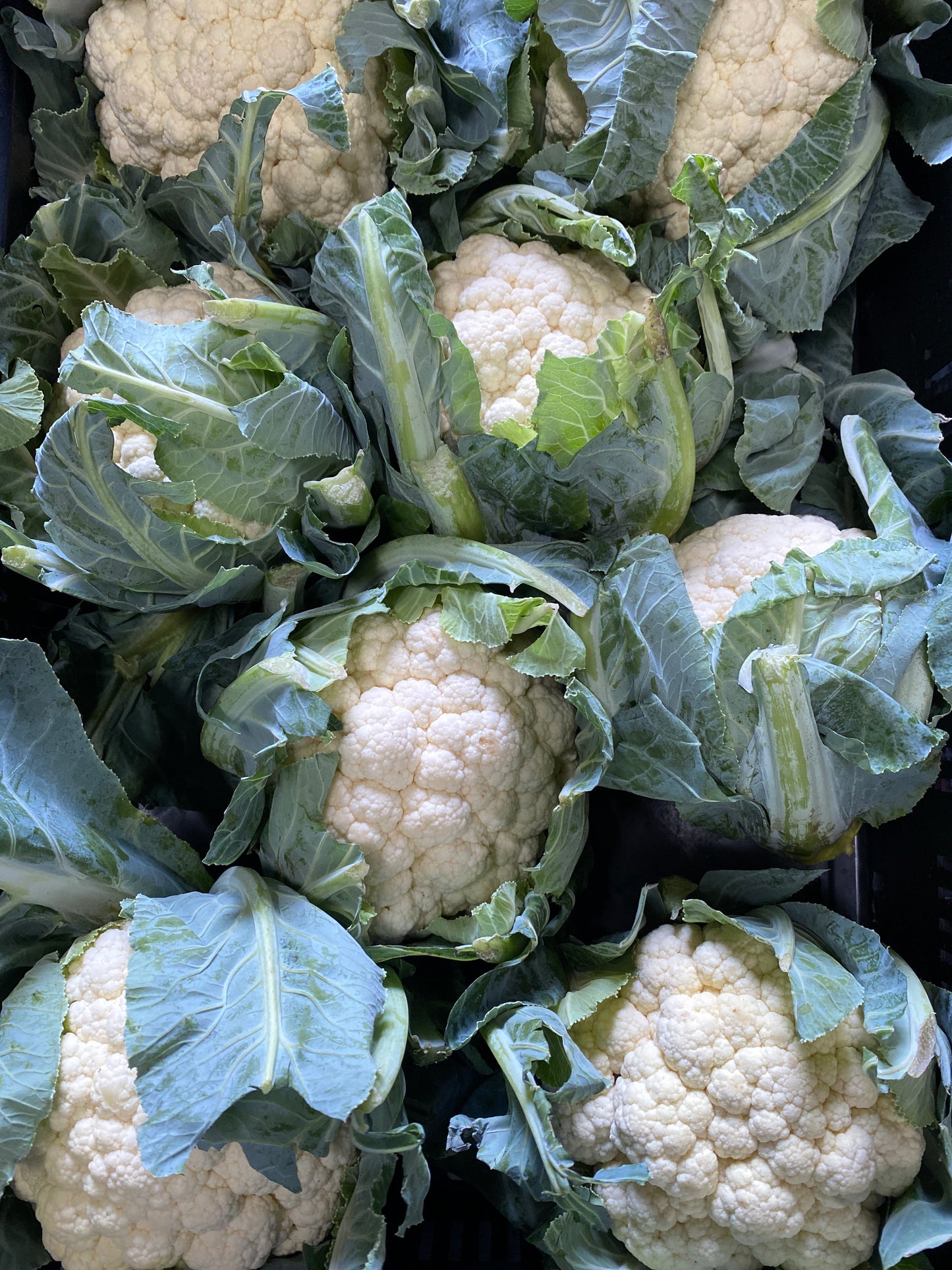 Bloemkool, in folie, per 2st a ca. 700g (totaal ca. 1,4kg)