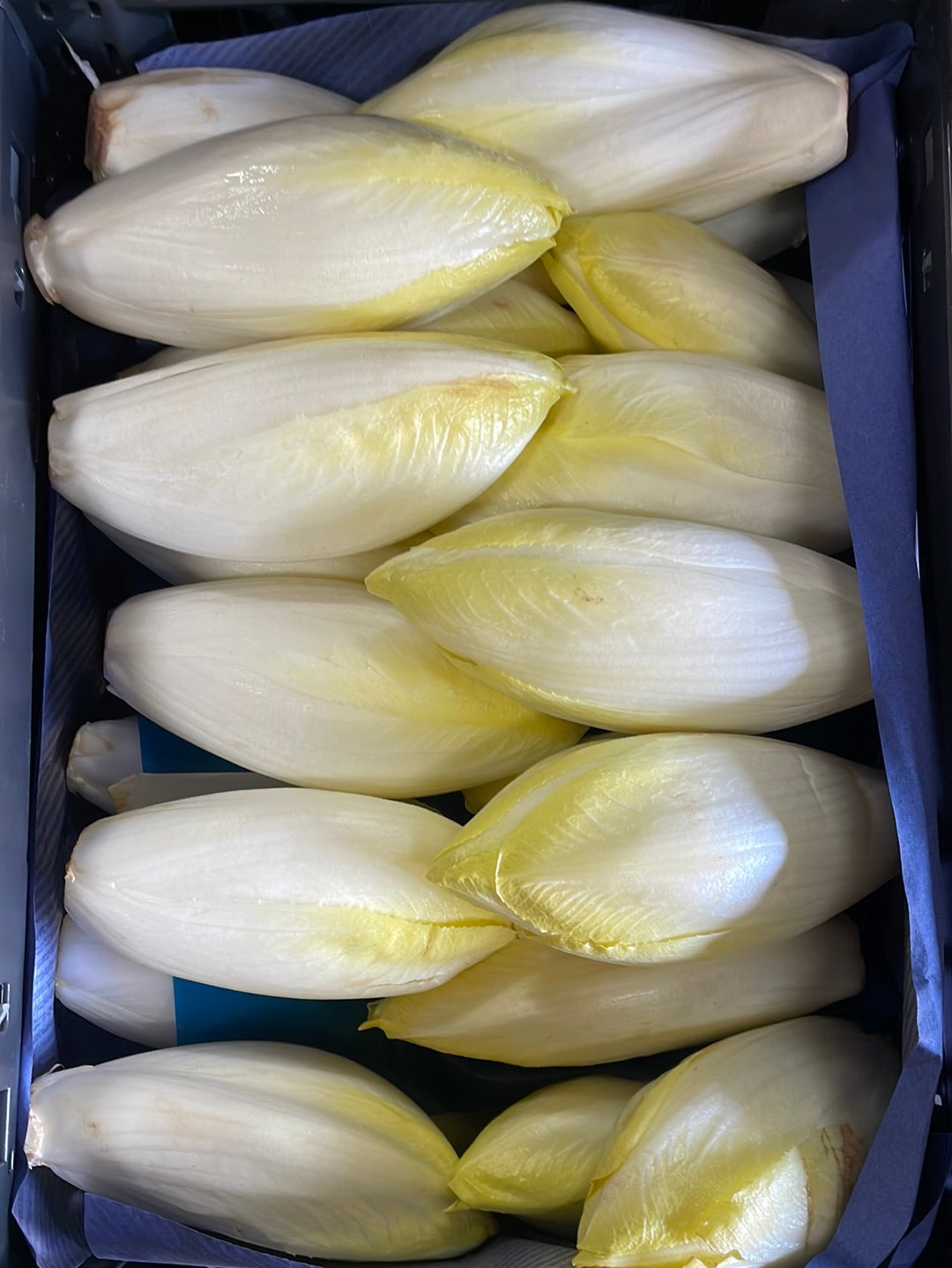 Witlof 5kg per doos