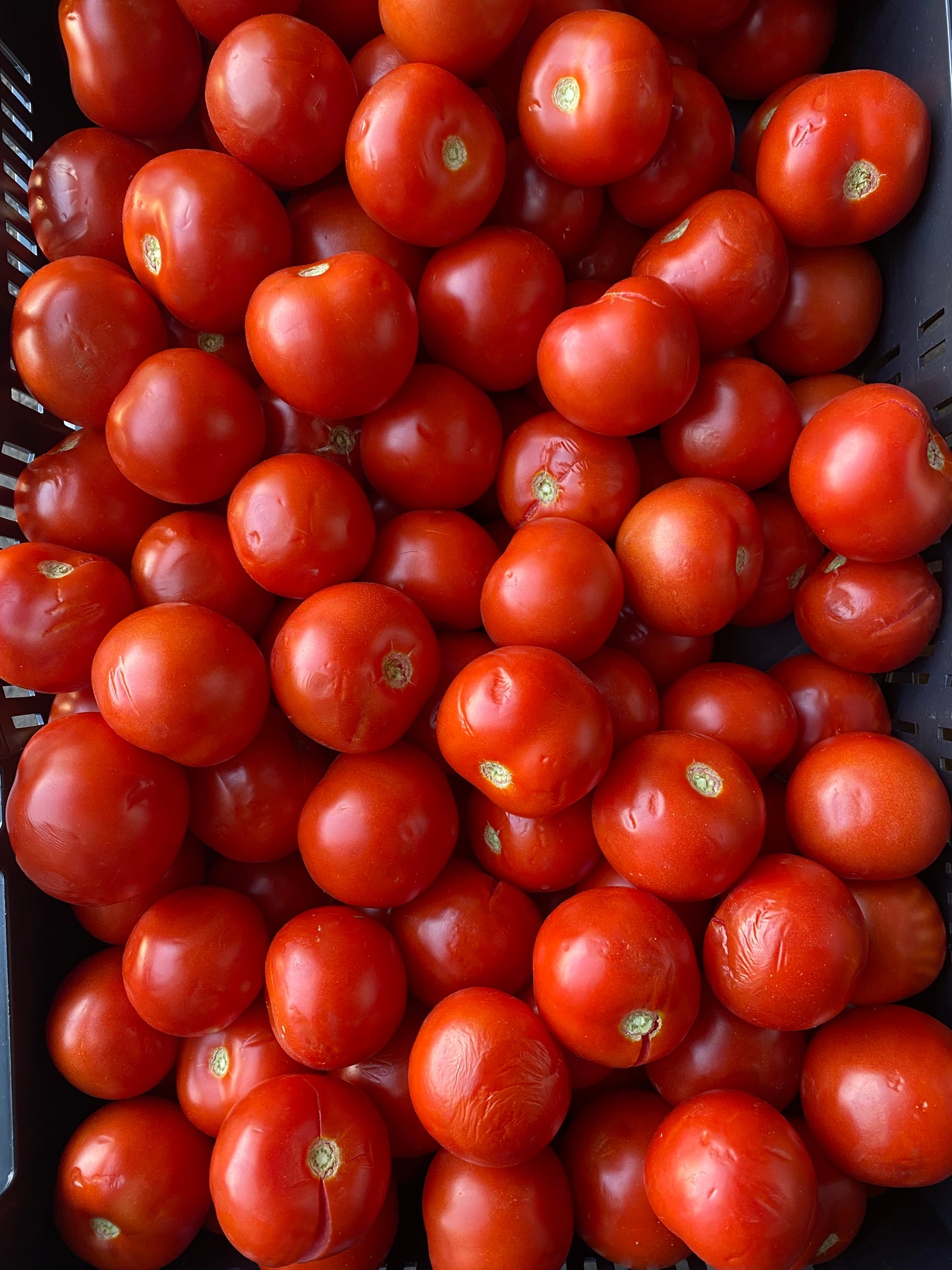 Tomaten, Soep/Saus, 6kg per doos