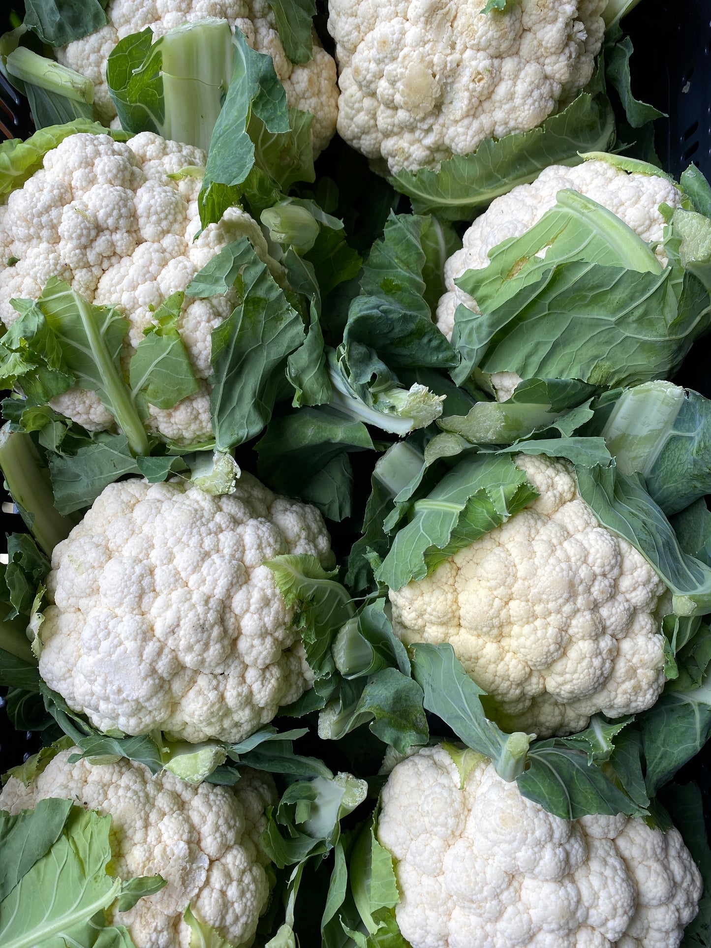 Bloemkool, ca. 1.300g per stuk