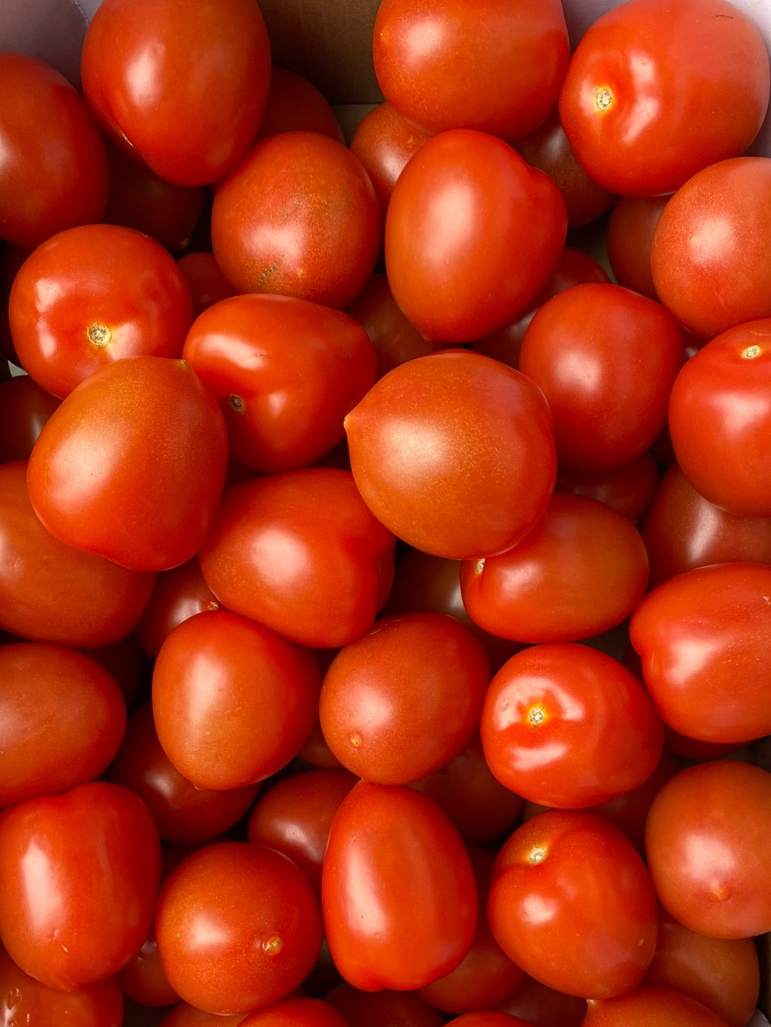 Tomaten, Pruim/Roma, ca. 6kg per doos