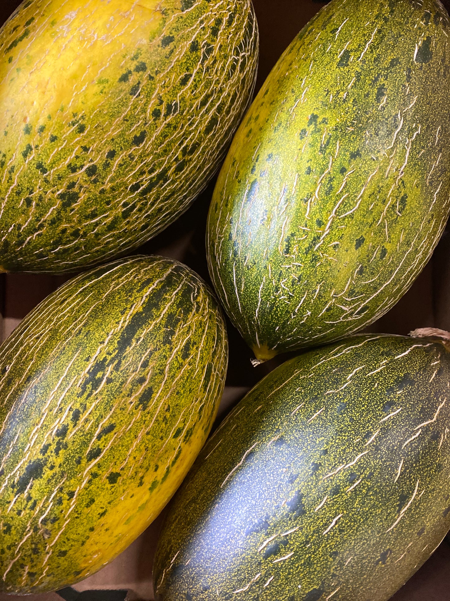 Meloenen, Piel de Sapo, ca. 1,5kg per stuk