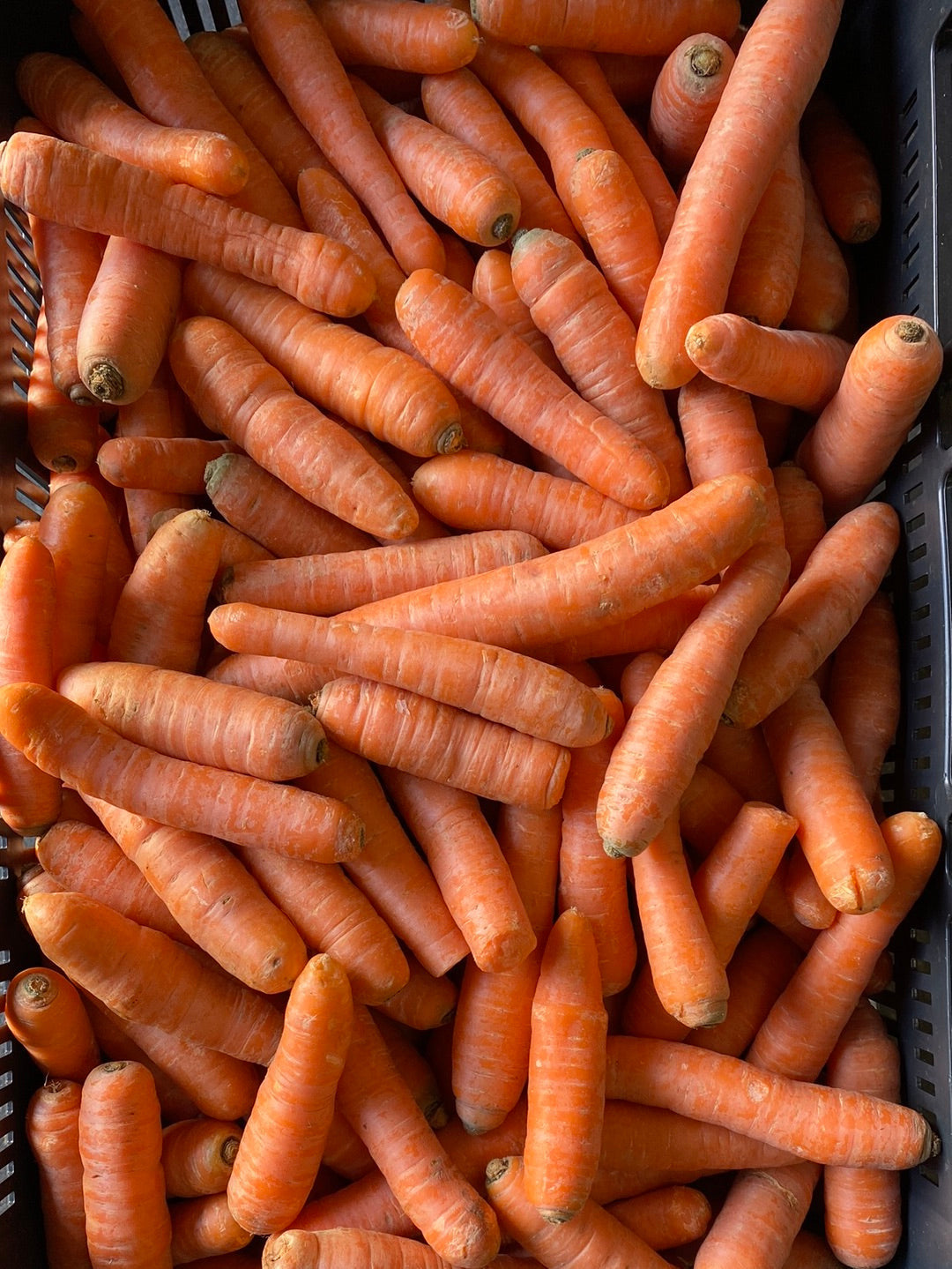 Wortelen, ca. 5kg per doos