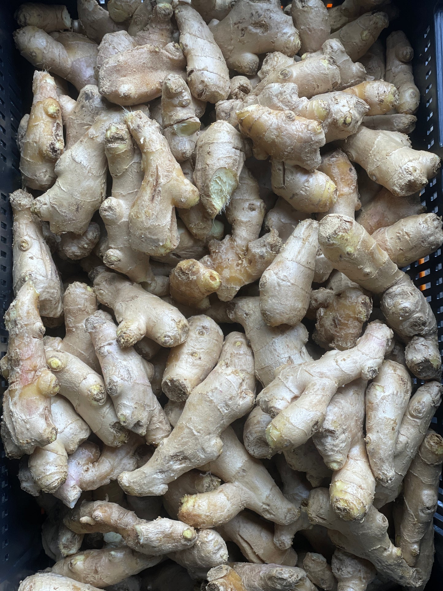 Gember, vers, per kilo