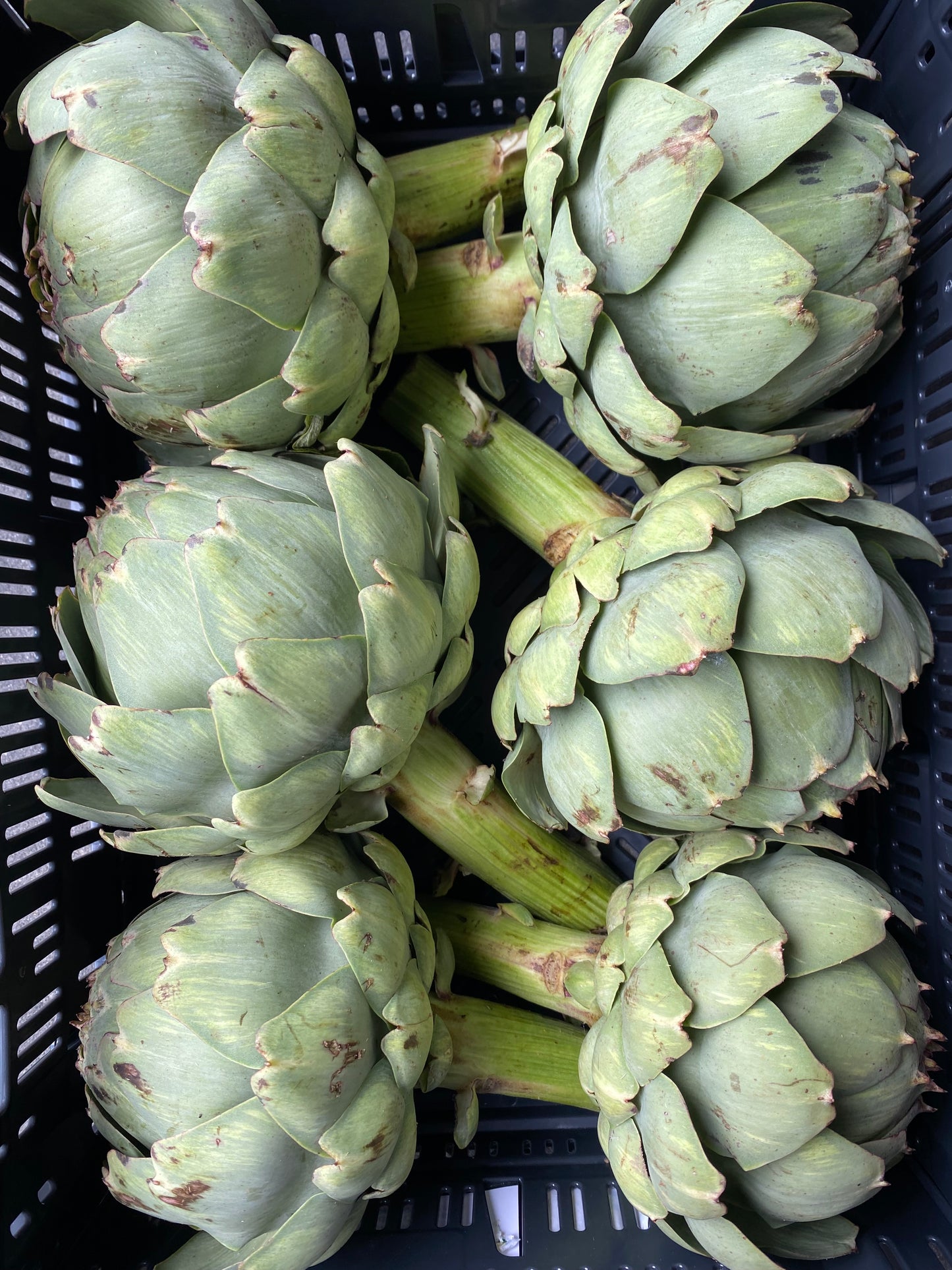 Artisjokken, ca. 500g per stuk