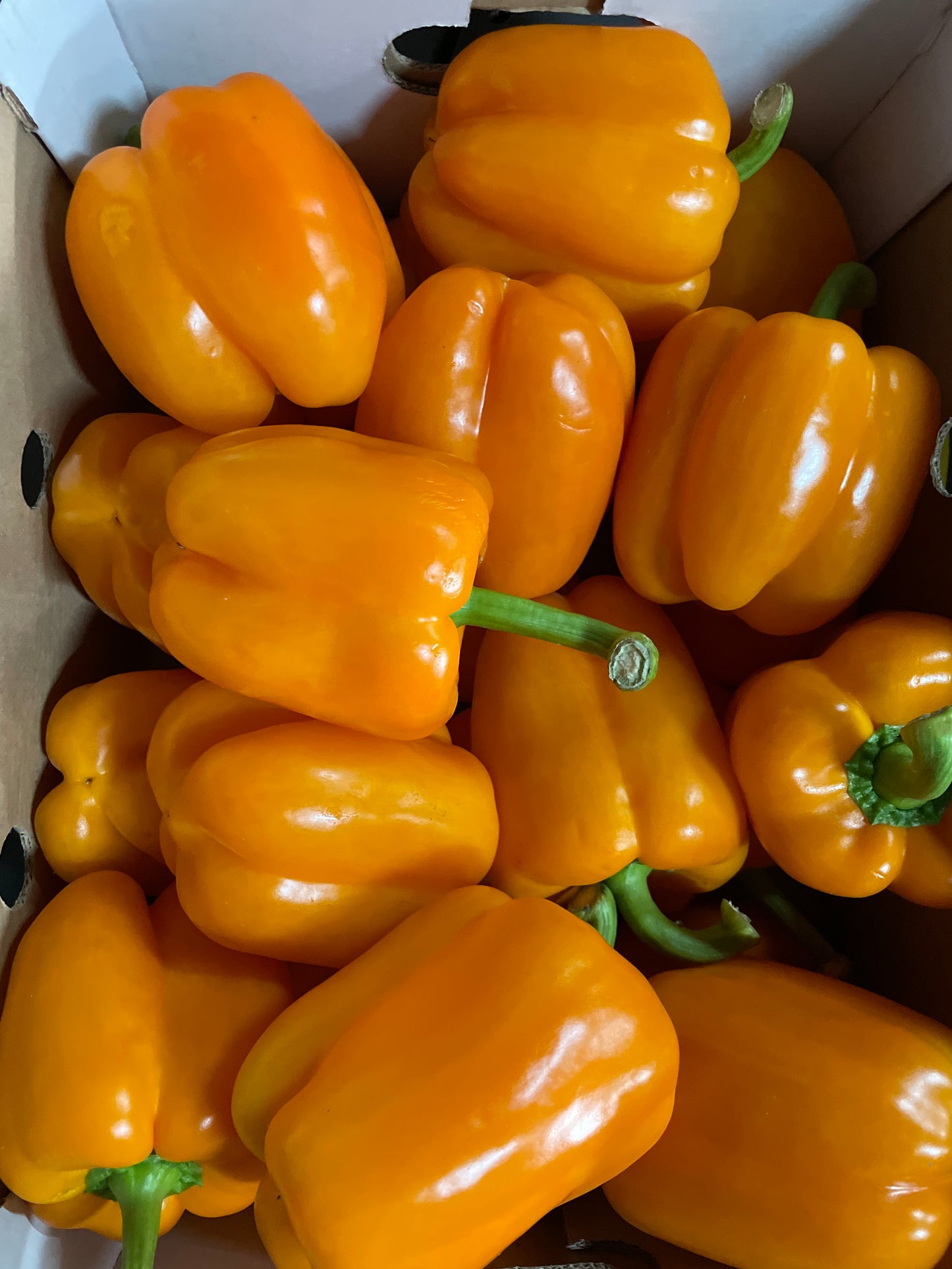 Paprika, Oranje, 3 X 200g per stuk