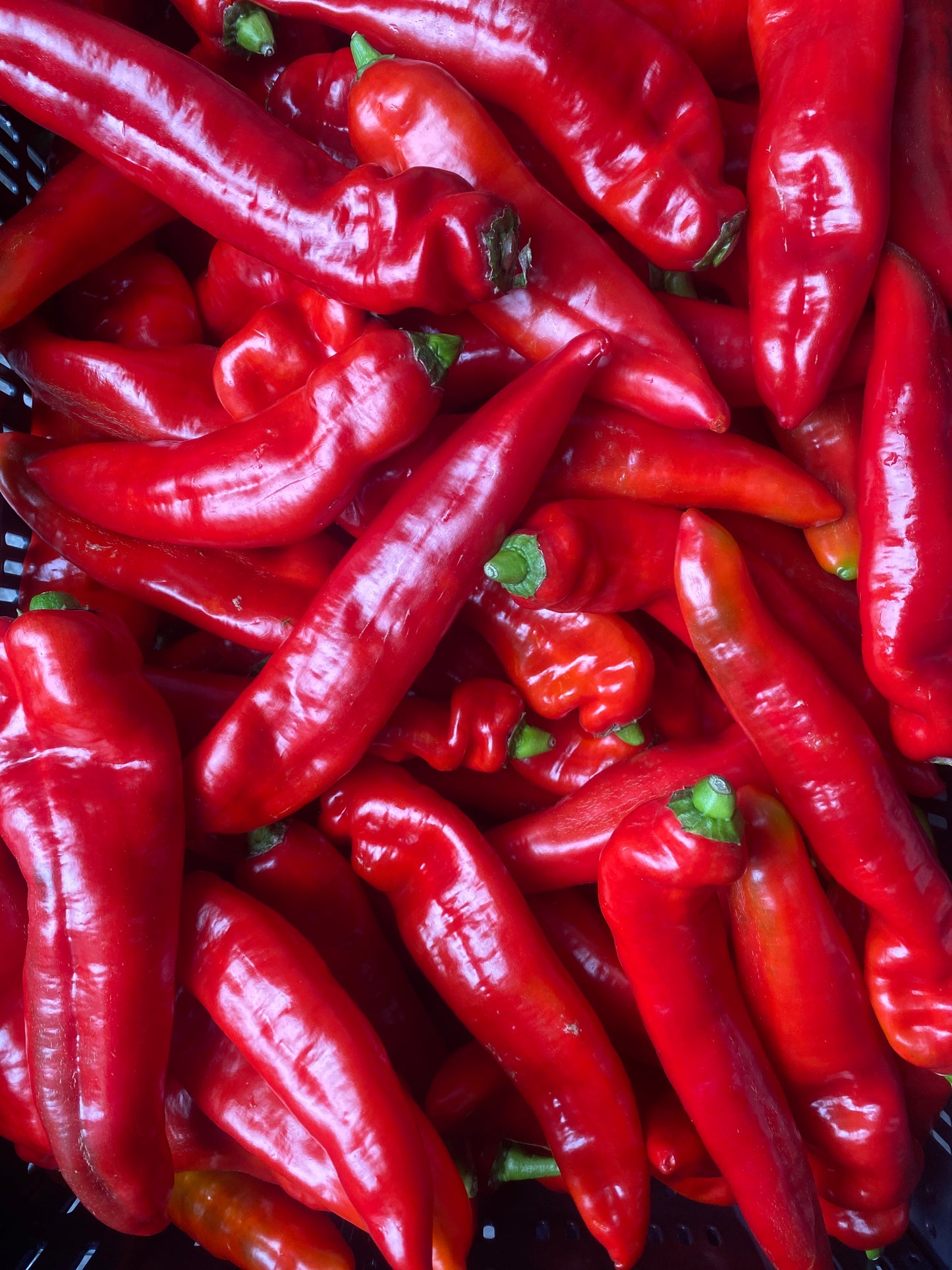 Paprika, Punt, Rood, per kilo