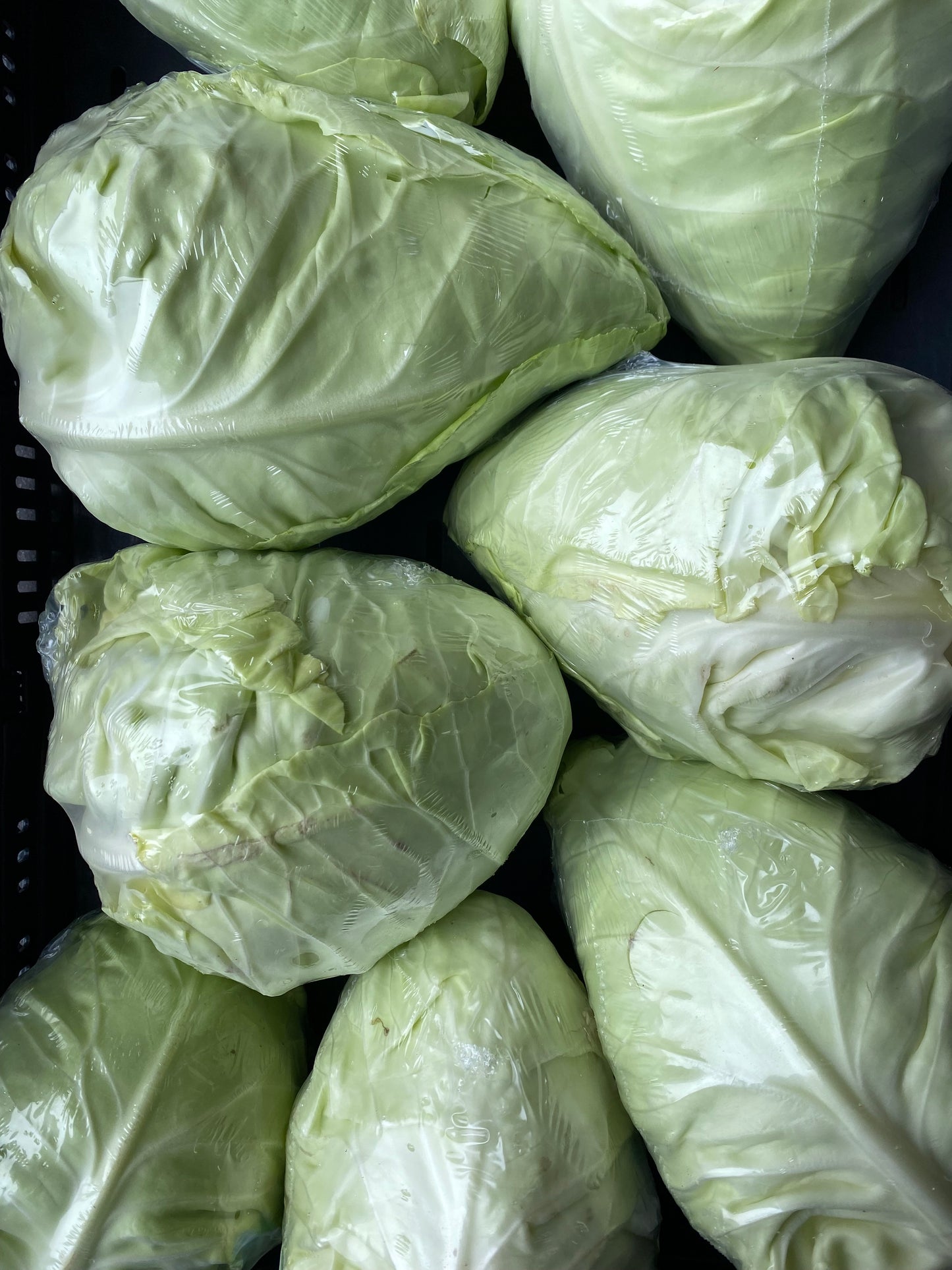 Spitskool, ca. 1500g per stuk