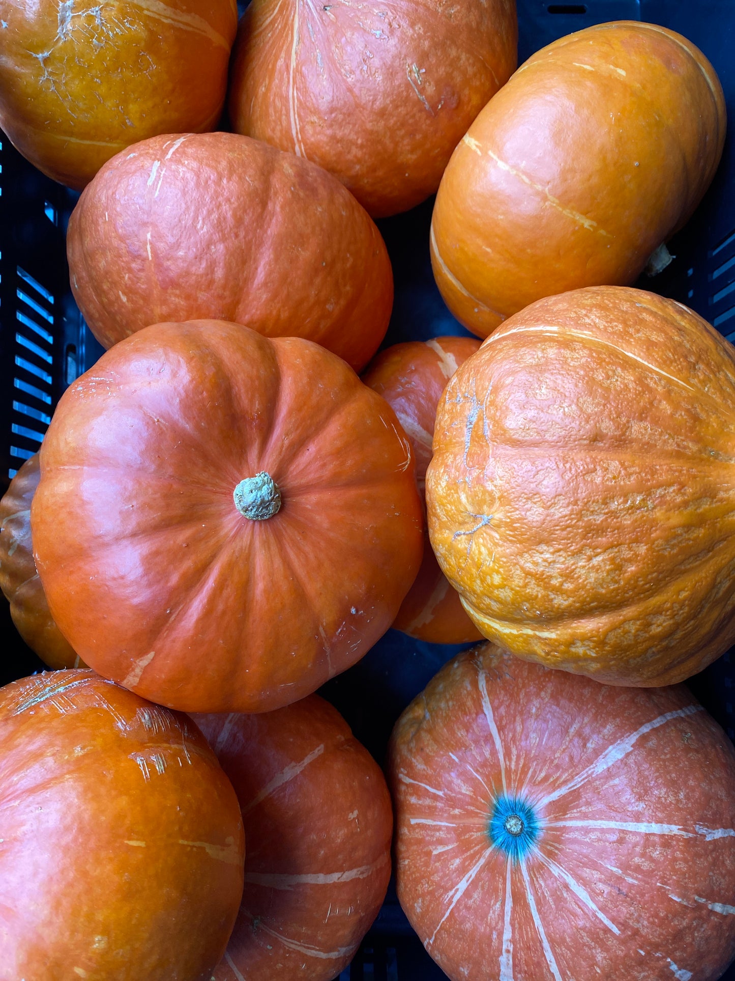 Pompoenen, Hokaido, ca. 700g per stuk