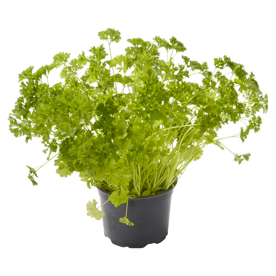 Peterselie in pot,