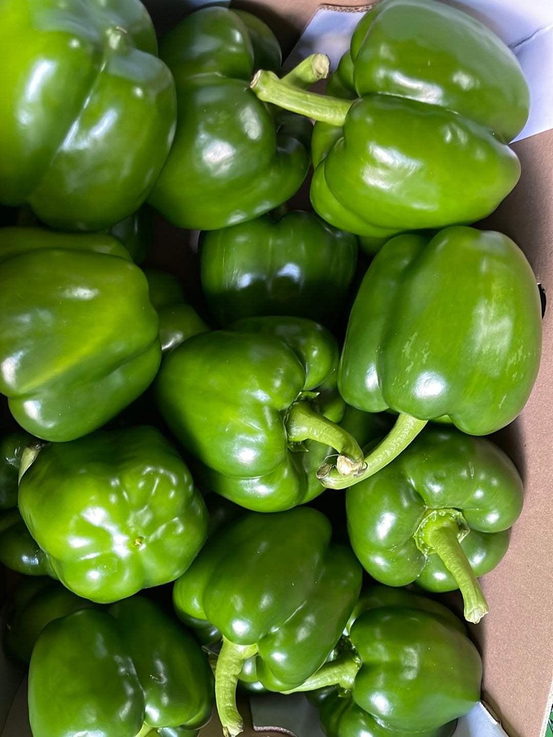 Paprika, Groen, per 3st a ca. 160g per stuk (totaal ca. 480g)