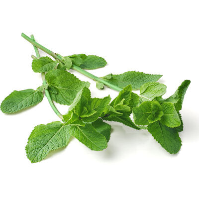 Munt, per 2x ca. 15g (totaal ca. 30g)