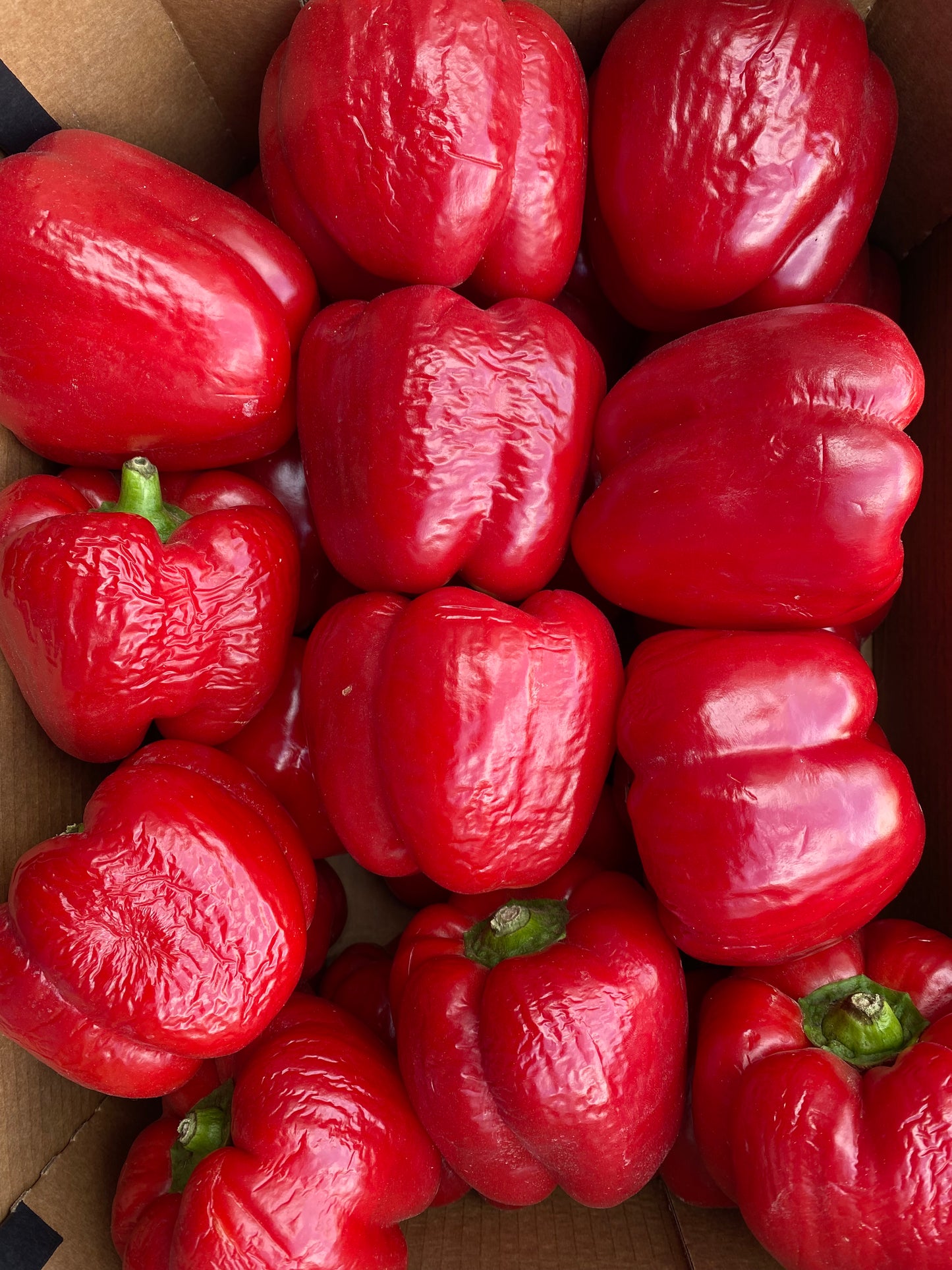 Paprika , Rood, per 3st a ca. 250g (totaal ca. 500g)