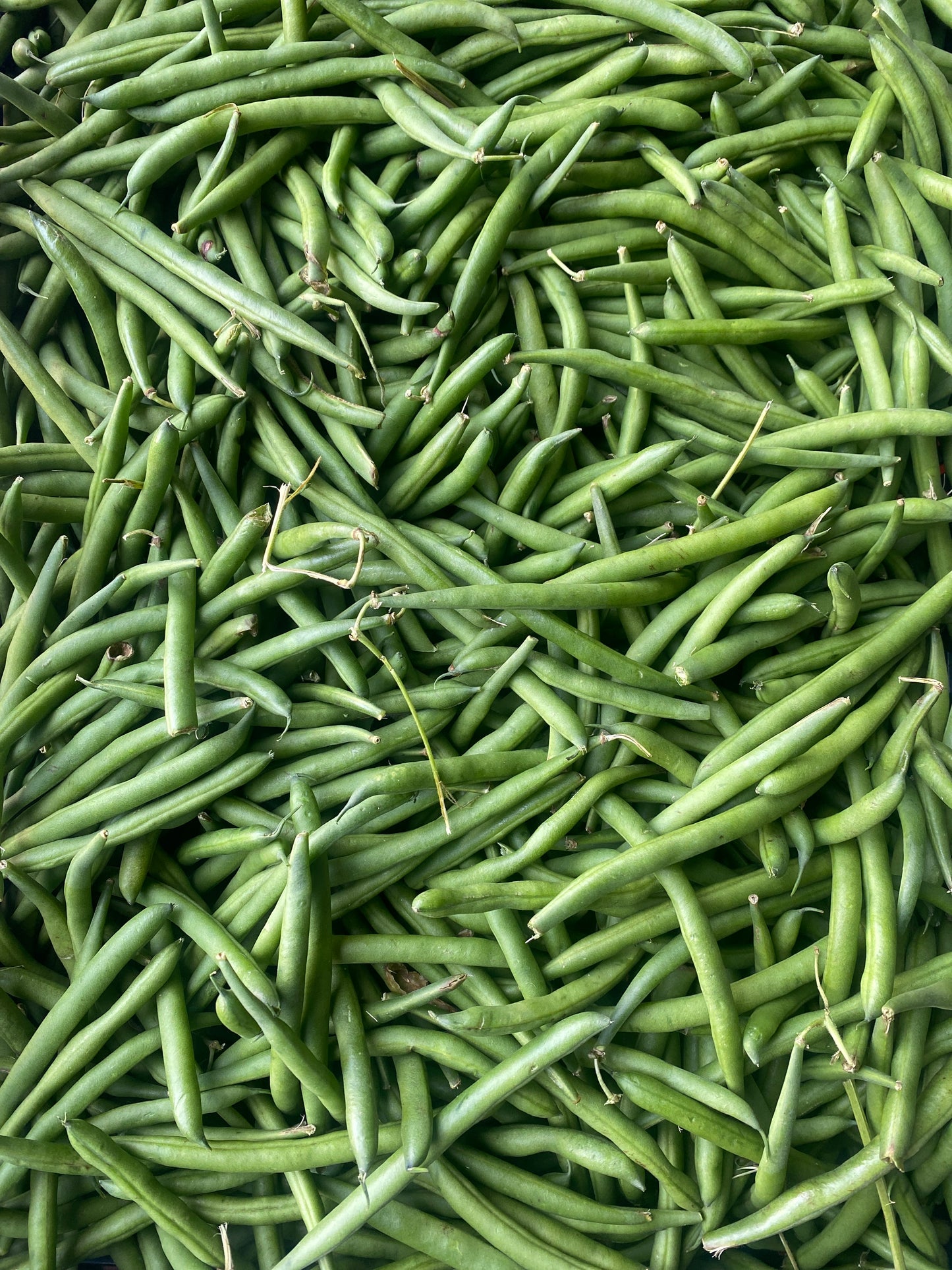 Sperziebonen, ca. 5kg per doos