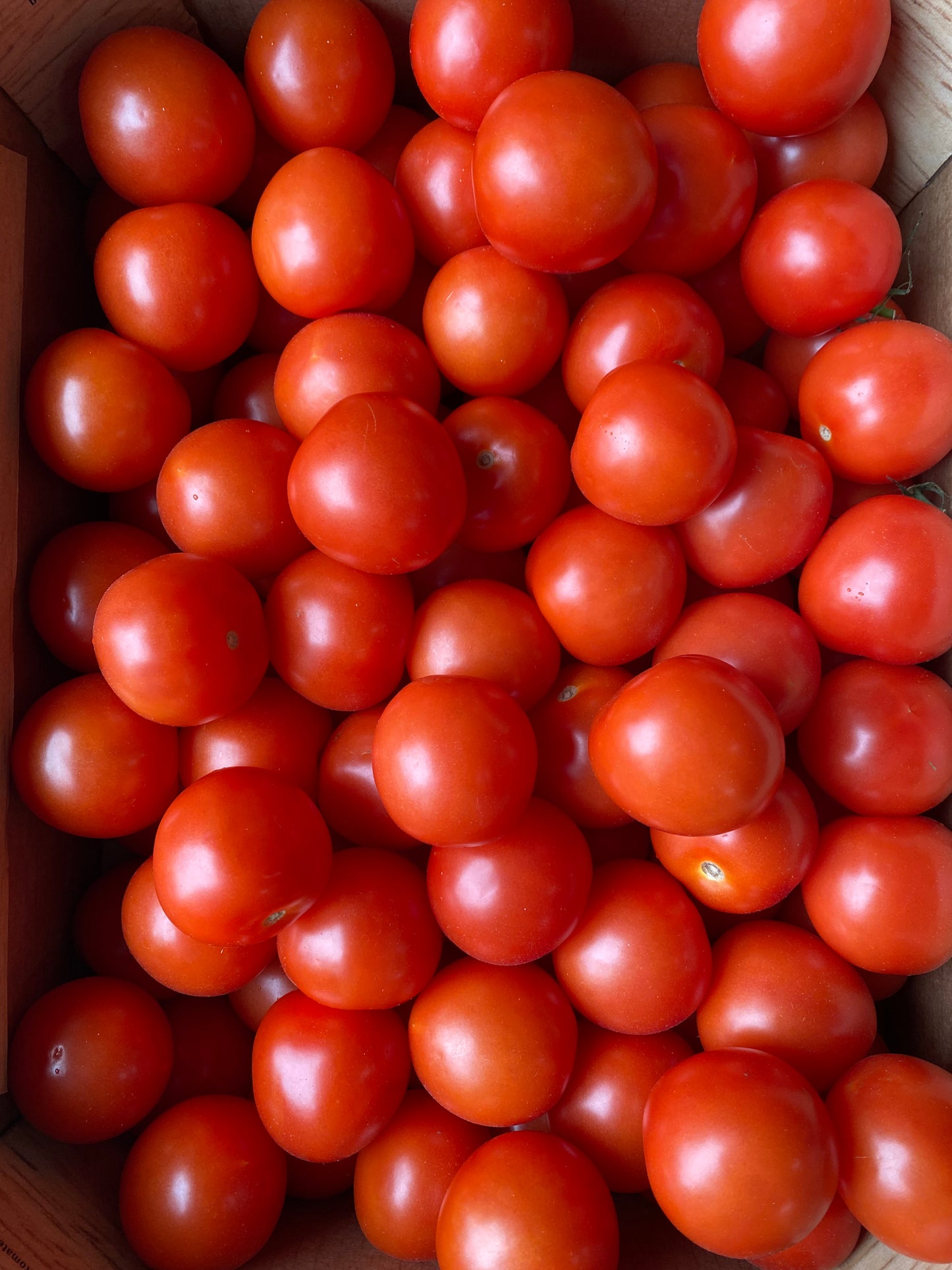 Tomaten , Pruim/Roma, ca. 6kg per doos