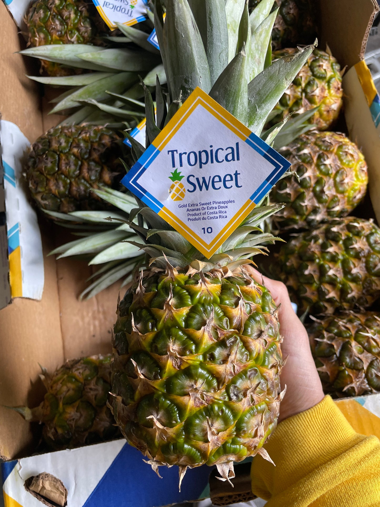 Ananas ca. 1,3kg