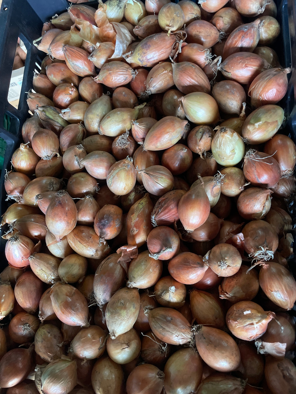 Ui, Klein, geel 5 kg per doos ,