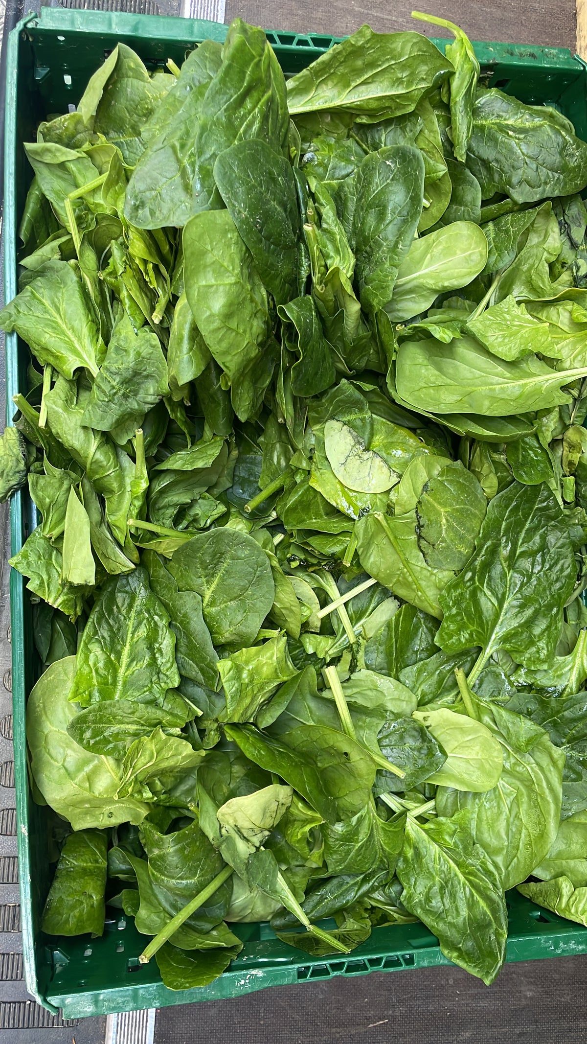 Spinazie, ca. 6 kg per krat