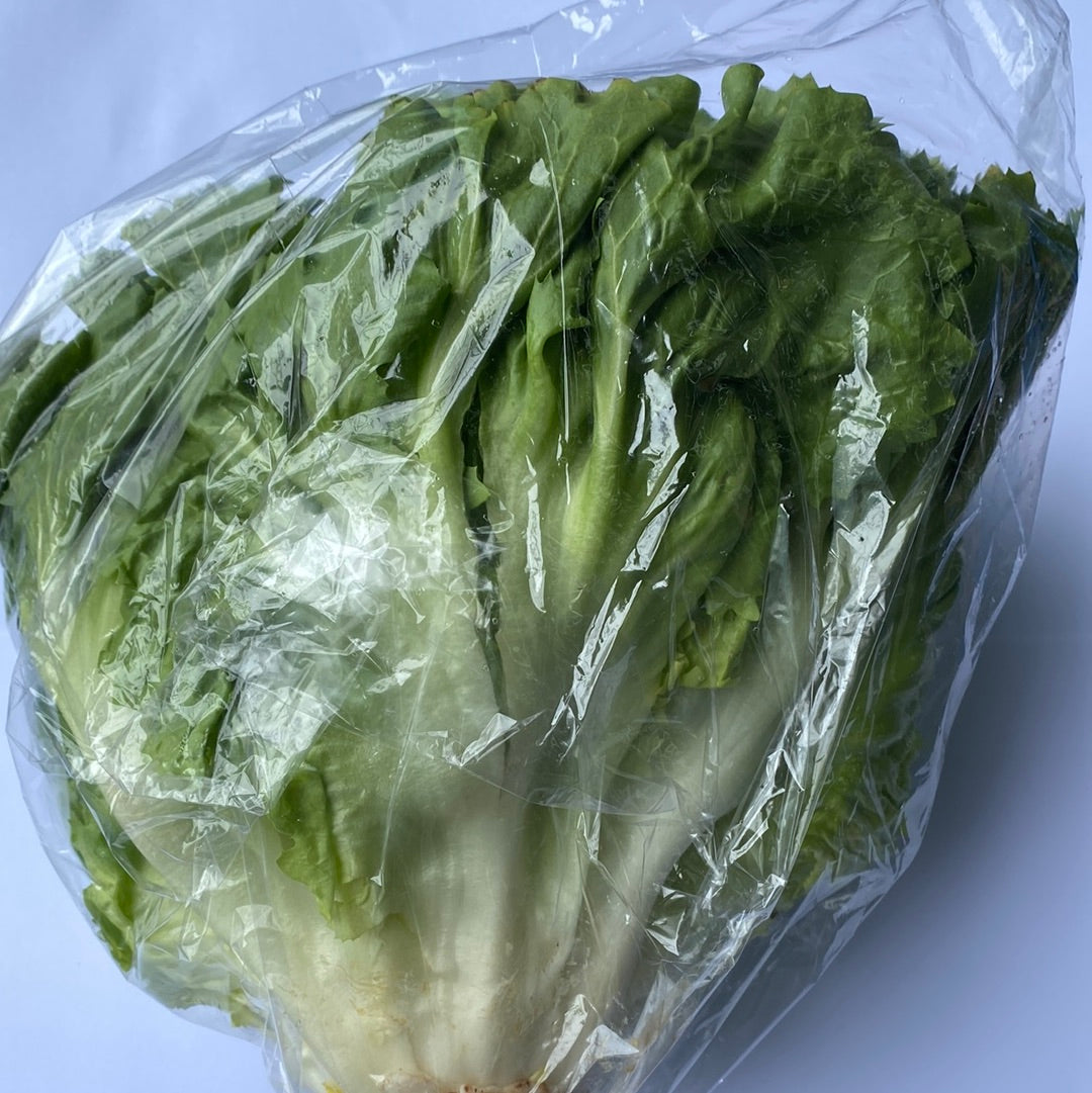 Andijvie, ca. 900g per stuk