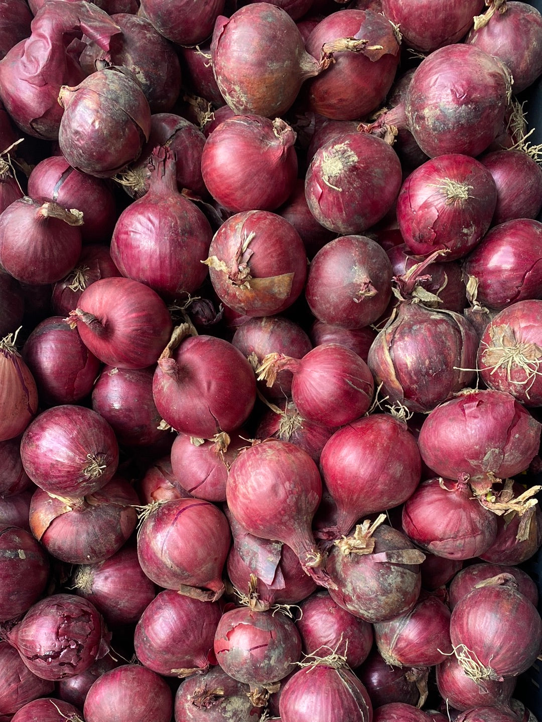 Uien, Rood, ca. 5kg per doos