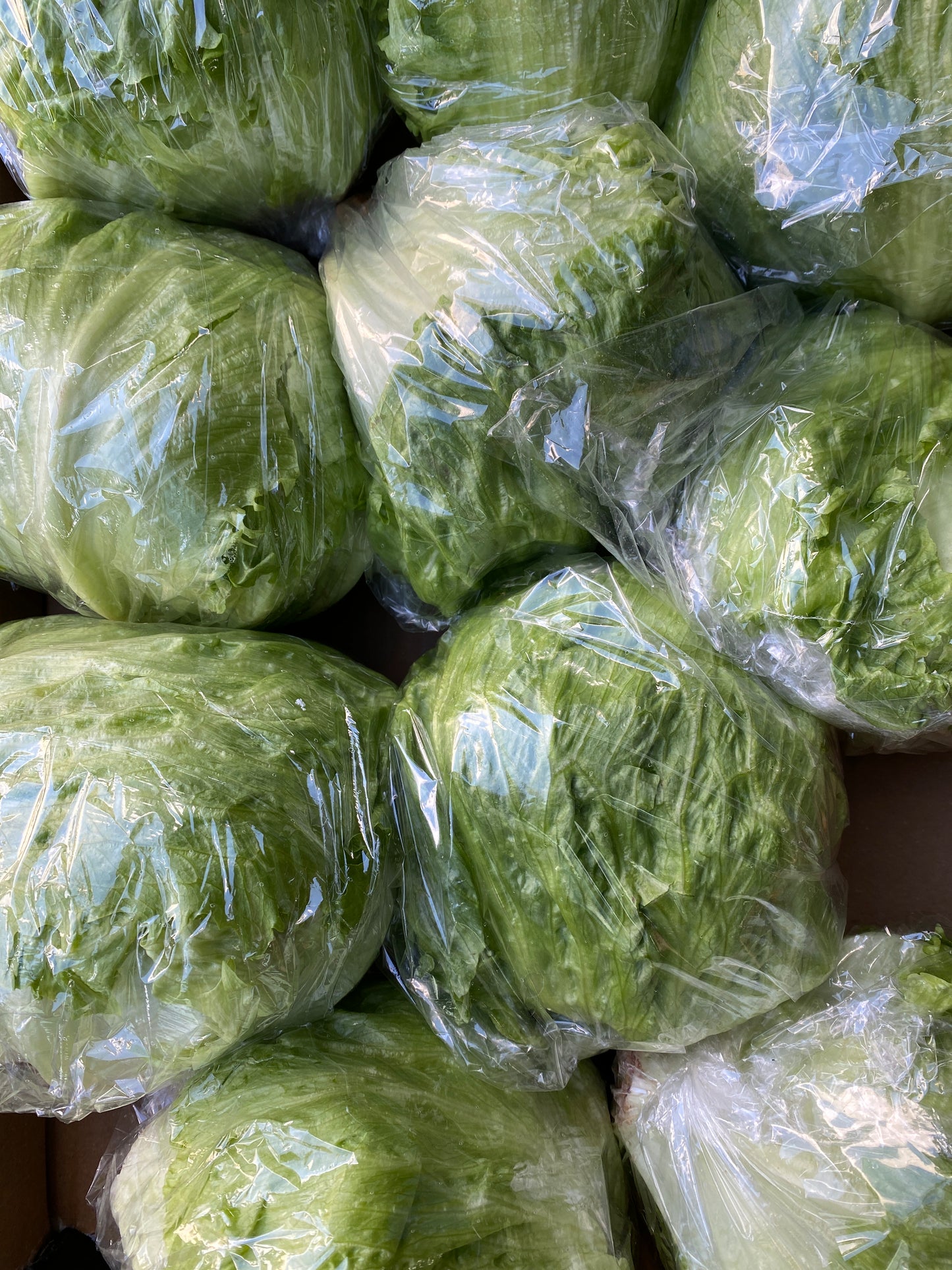 IJsbergsla, ca. 400g per stuk