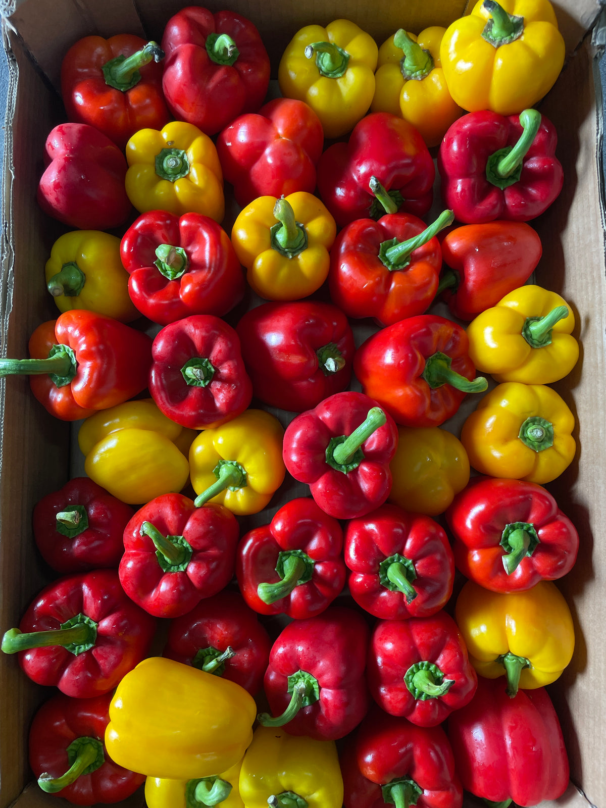 Paprika mix ( geel , rood ) ca. 6kg