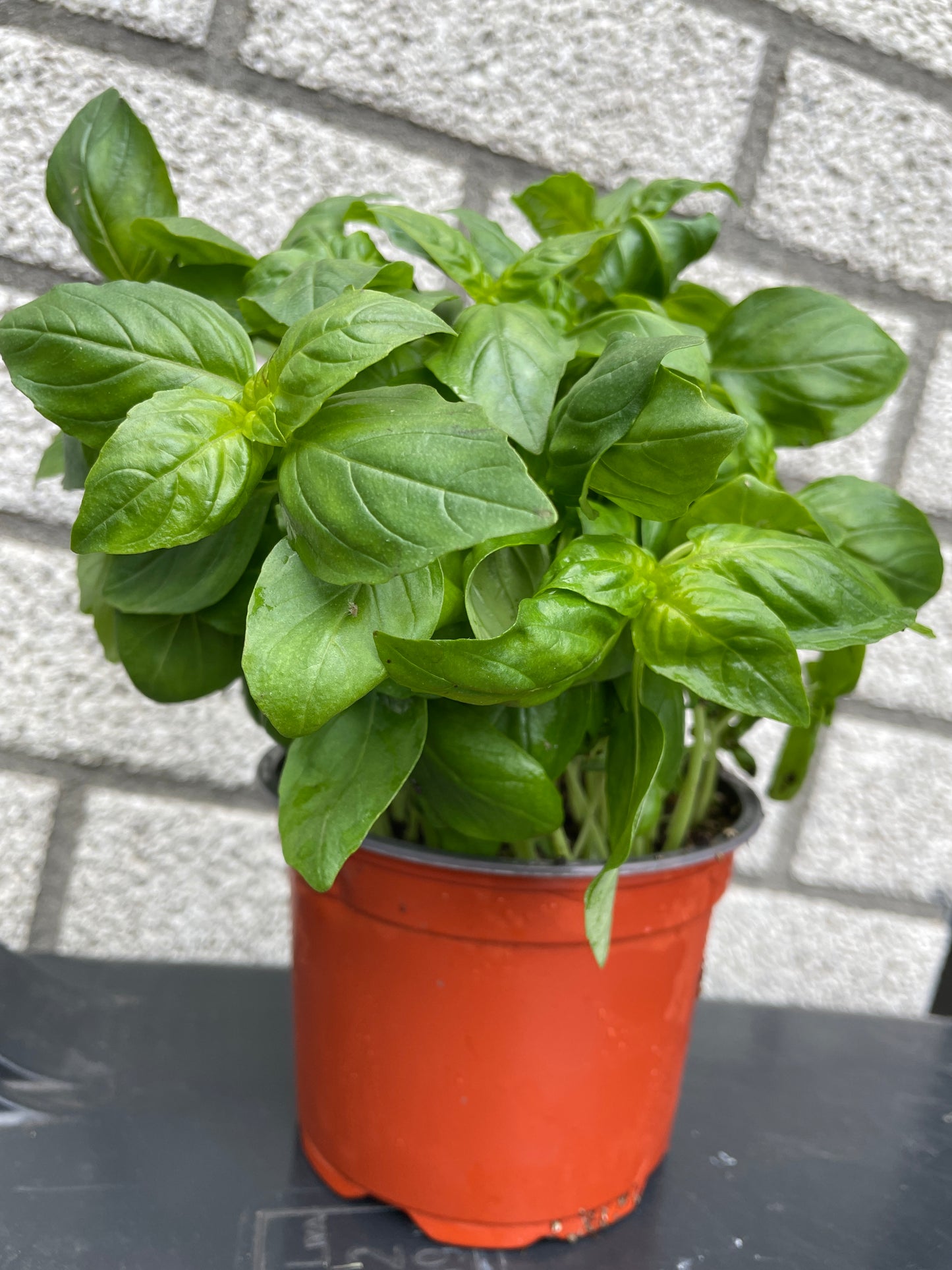 Basilicum in pot , Bio