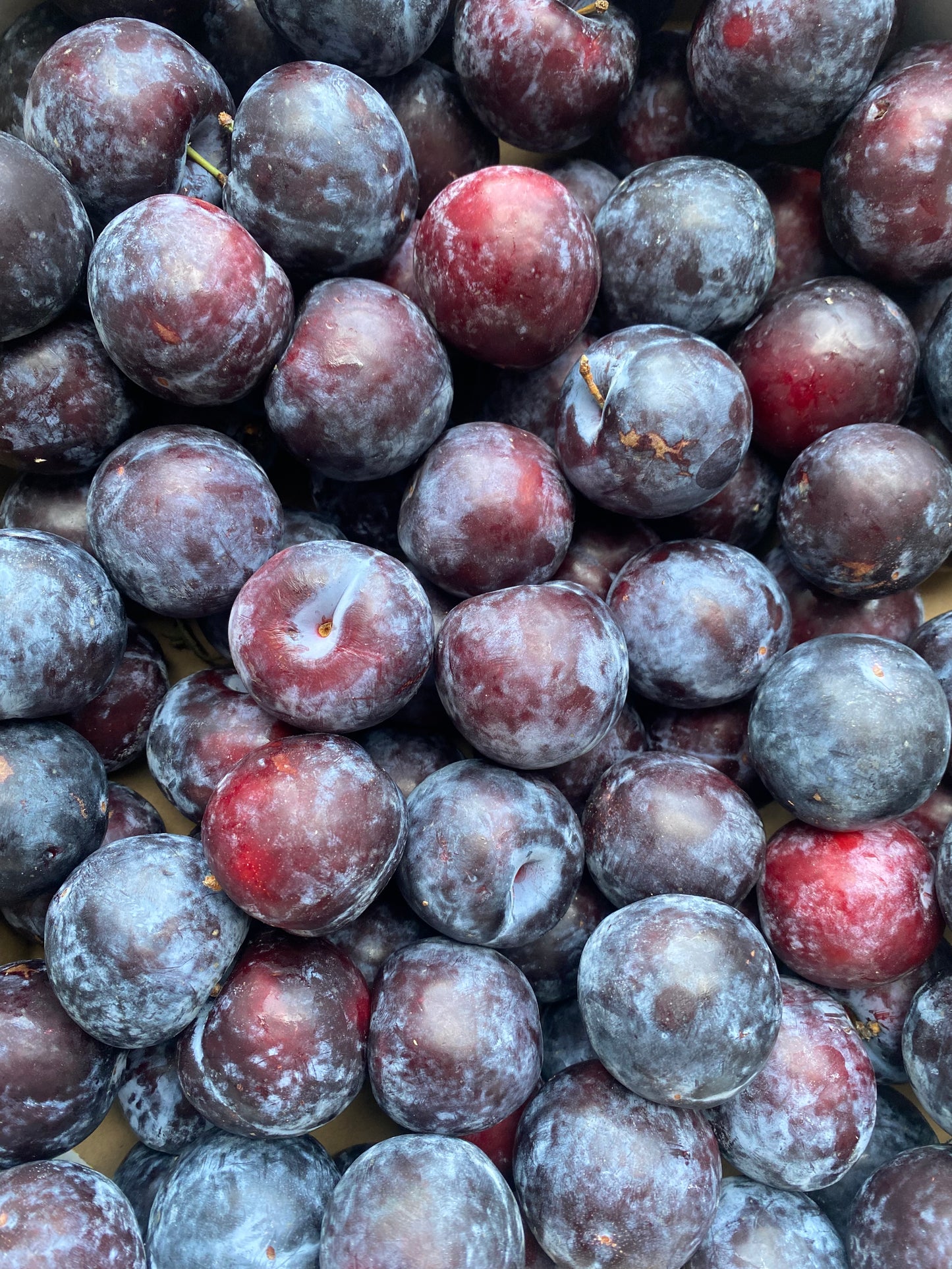 Pruimen, per 10st a ca. 50g (totaal ca. 500g)