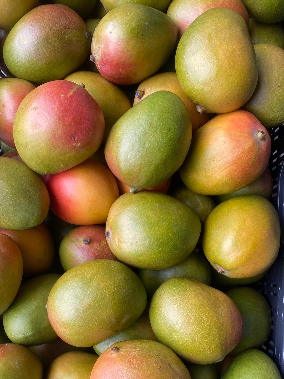 Mango’s, eetrijp, ca. 700g per stuk