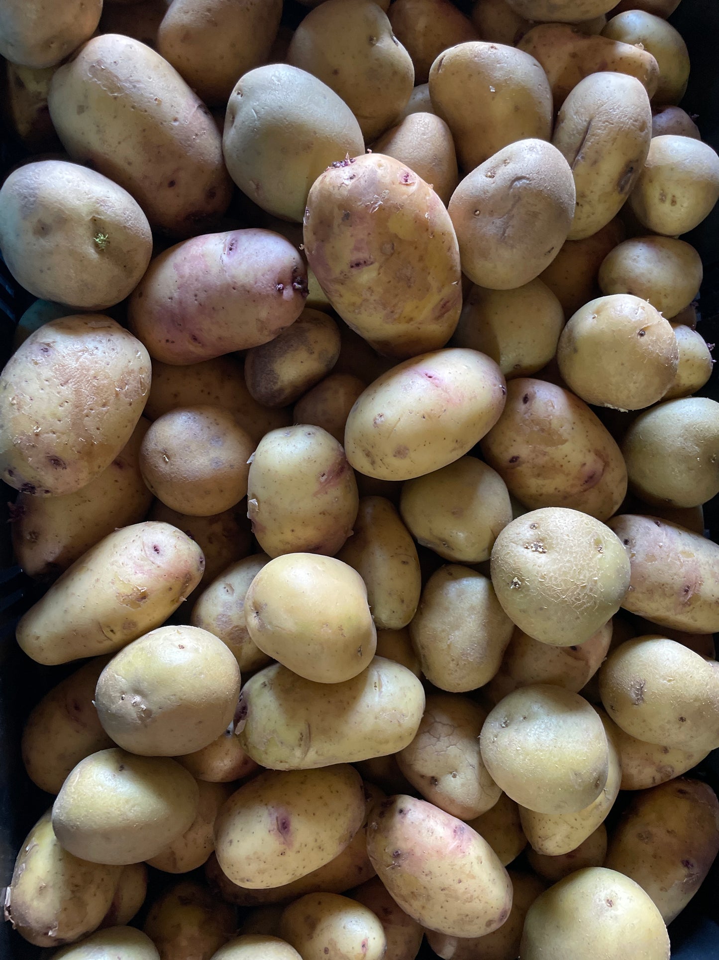 Aardappels, per kilo, nieuwe oogst
